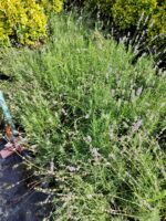 Lavanta 40-60cm - Görsel 4