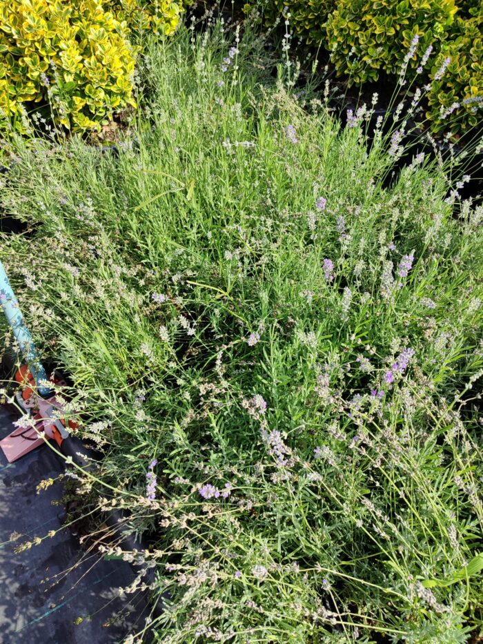 Lavanta 40-60cm - Görsel 4