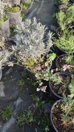 Lavanta (Lavandula) 20-30cm boy - Görsel 4