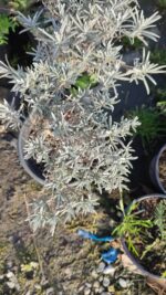 Lavanta (Lavandula) 20-30cm boy - Görsel 5