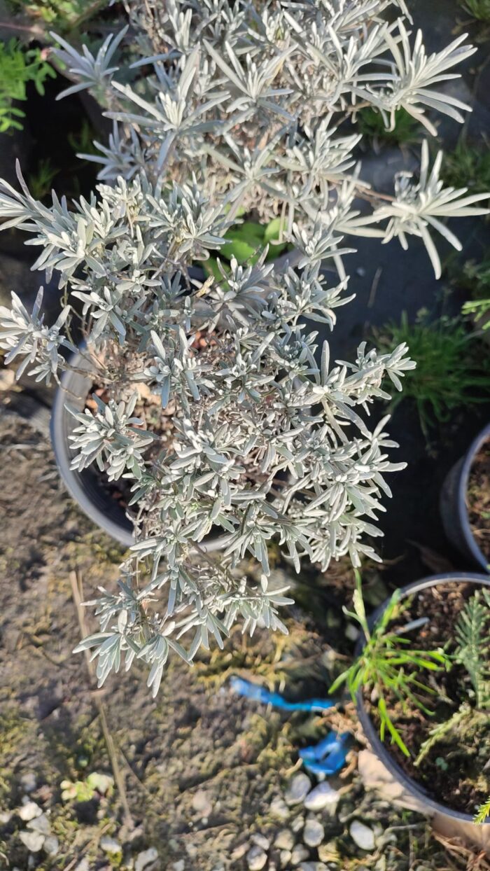 Lavanta (Lavandula) 20-30cm boy - Görsel 5