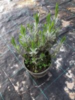 Lavanta 40-60cm - Görsel 5