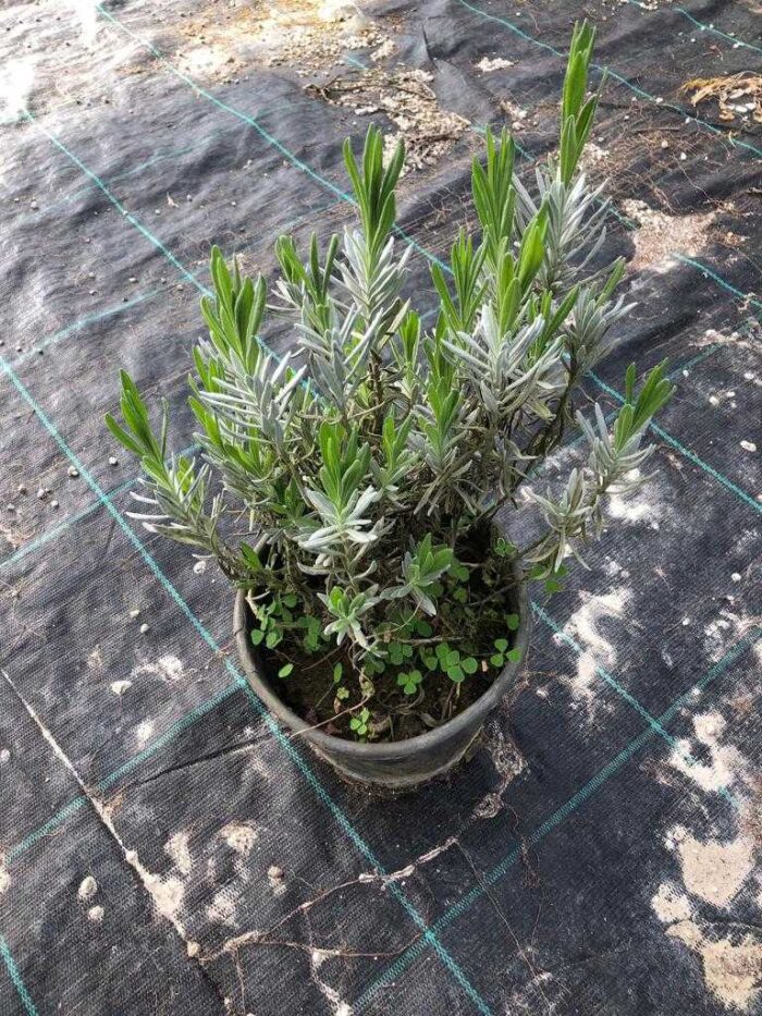 Lavanta 40-60cm - Görsel 5