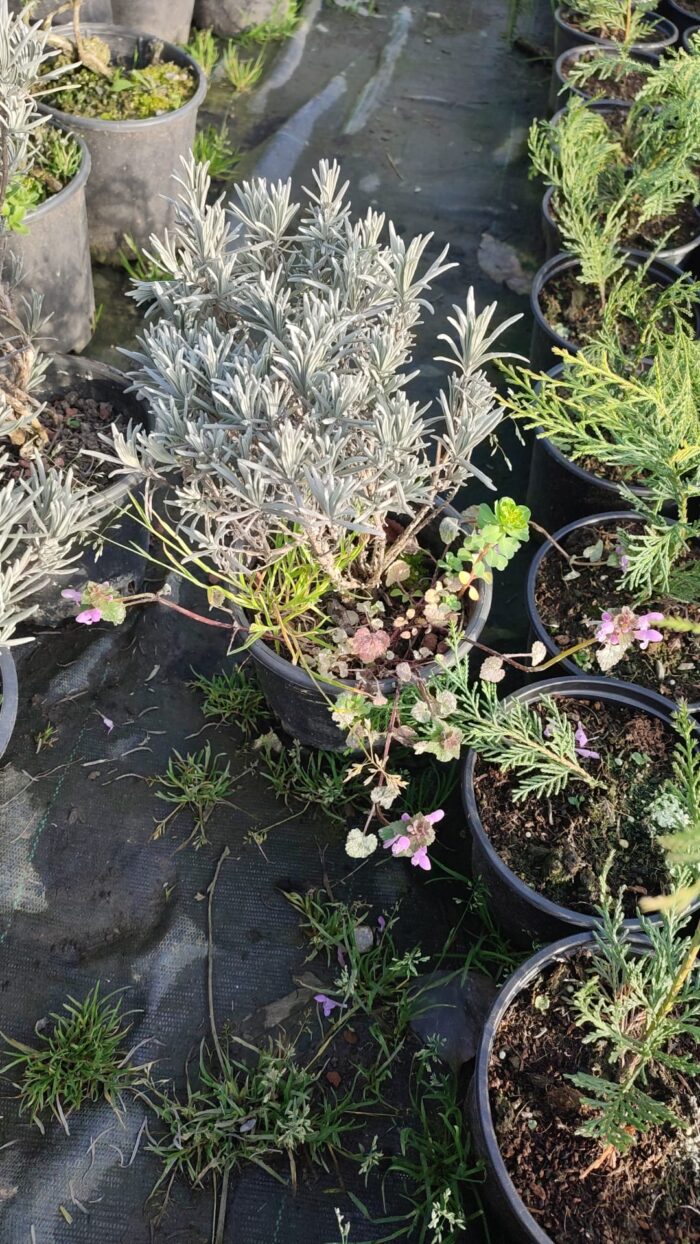 Lavanta (Lavandula) 20-30cm boy - Görsel 4