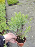 Lavanta (Lavandula) 20-30cm boy - Görsel 2