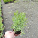 Lavanta (Lavandula) 20-30cm boy