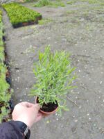 Lavanta (Lavandula) 20-30cm boy