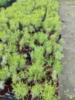 Lavanta (Lavandula) 20-30cm boy - Görsel 3