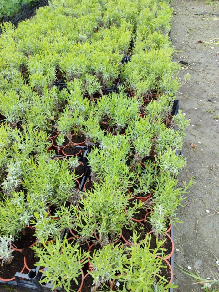 Lavanta (Lavandula) 20-30cm boy - Görsel 3