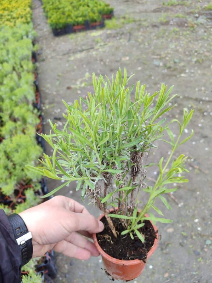 Lavanta (Lavandula) 20-30cm boy - Görsel 2