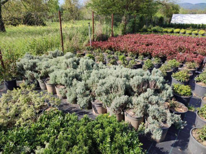 Lavantin Santolina Chamaecyparissus 30-40 cm - Görsel 2