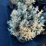 Lavantin Santolina Chamaecyparissus 30-40 cm