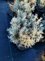 Lavantin Santolina Chamaecyparissus 30-40 cm