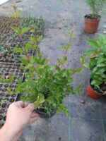 Leylak - Syringa Meyeri Palibin - Görsel 6