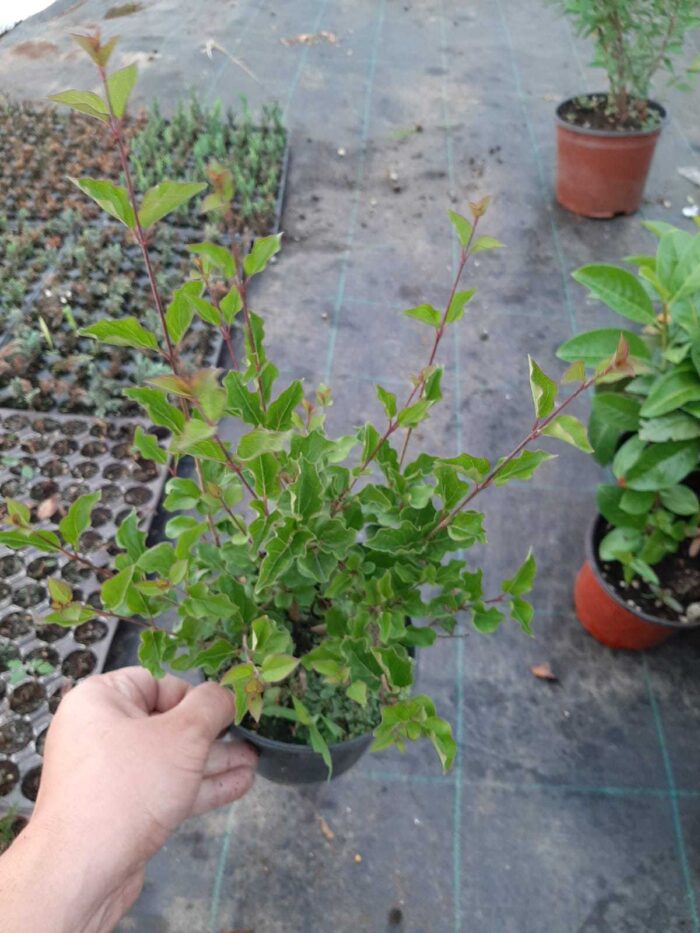 Leylak - Syringa Meyeri Palibin - Görsel 5