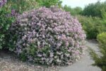 Leylak - Syringa Meyeri Palibin