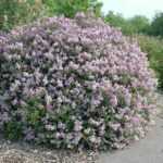 Leylak - Syringa Meyeri Palibin