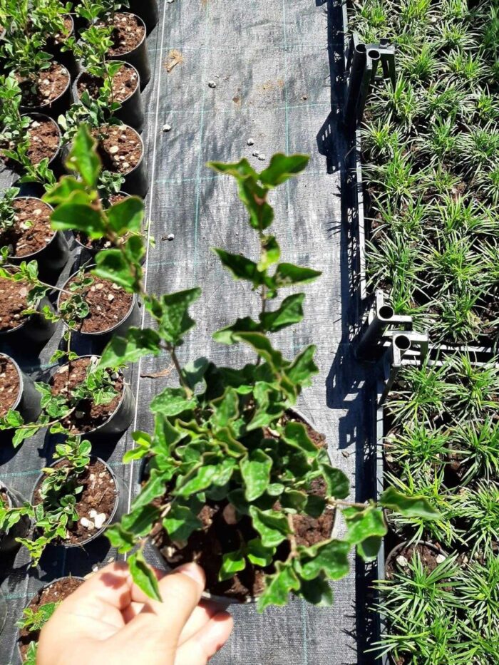 Leylak - Syringa Meyeri Palibin - Görsel 7