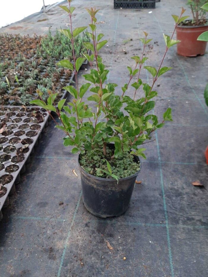 Leylak - Syringa Meyeri Palibin - Görsel 4