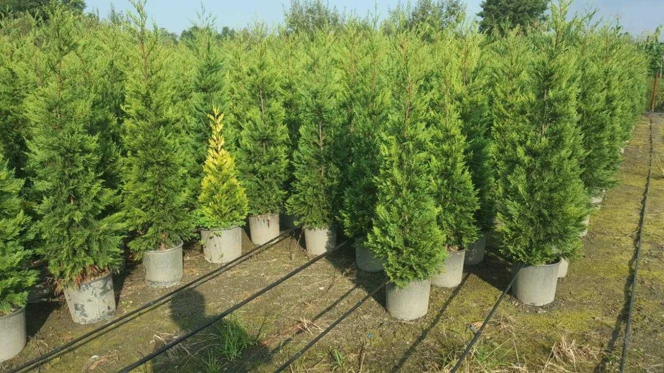 Leylandi Hakkında Herşey