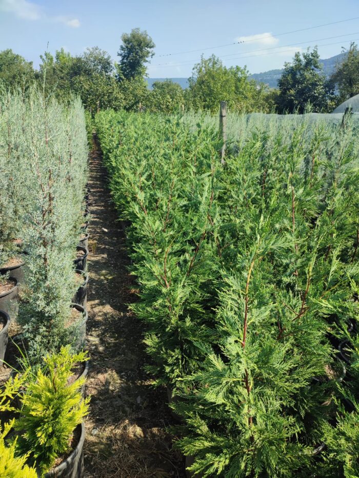 Leylandi 100-130 cm boy - Görsel 4