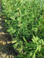 Leylandi 100-130 cm boy - Görsel 5