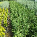 Leylandi 125-150 cm 5 Litre