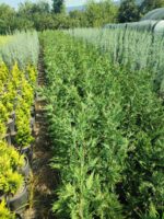 Leylandi 125-150 cm 5 Litre