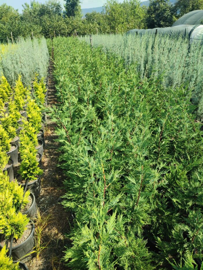 Leylandi 100-130 cm boy - Görsel 6