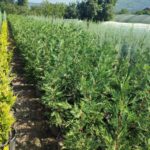 Leylandi 100-130 cm boy