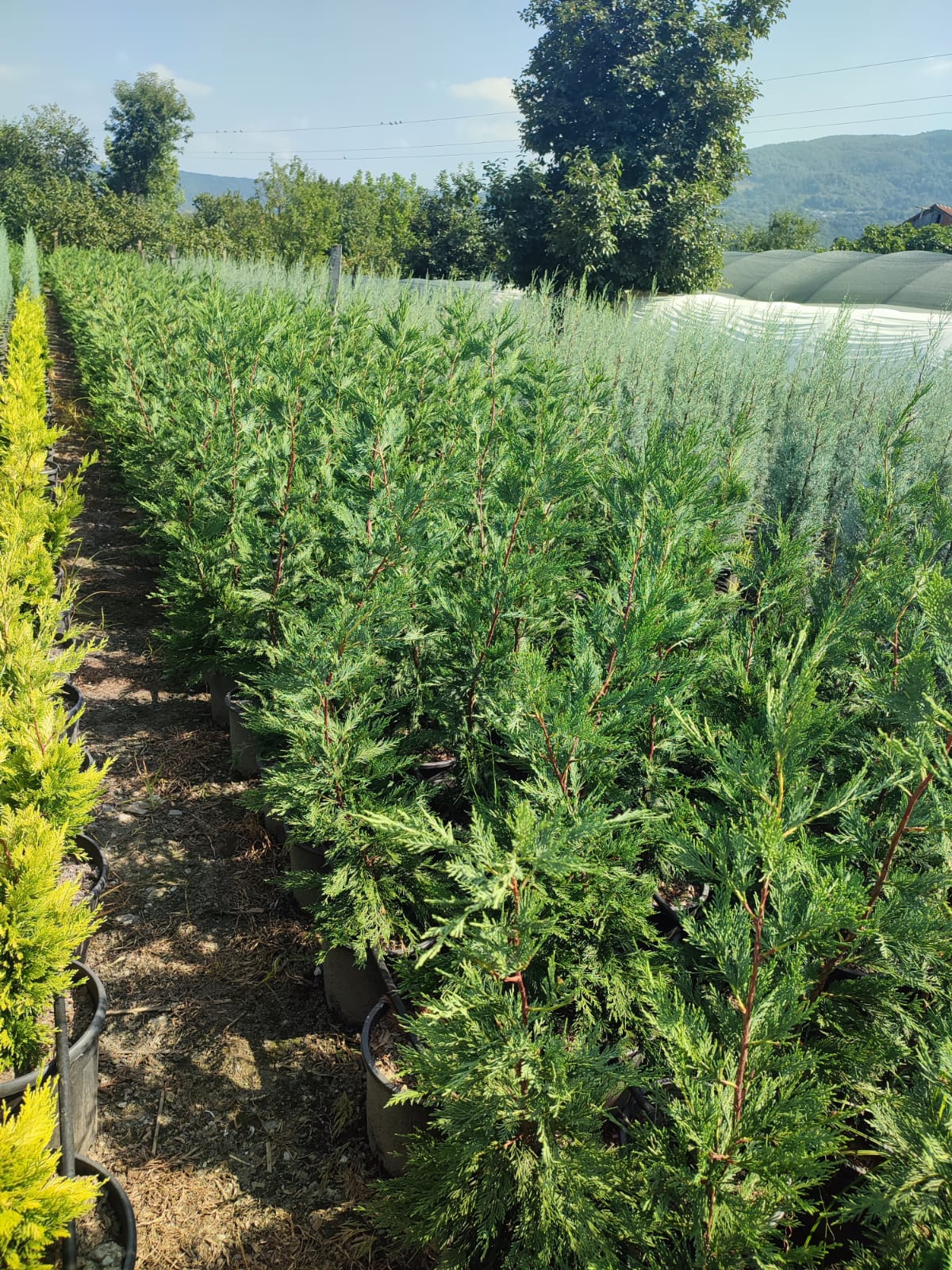 leylandi-13 Leylandi 100-130 cm boy - Görsel 1