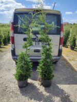 Leylandi 150-175 cm 5-7 Litre - Görsel 2