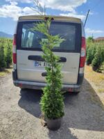 Leylandi 150-175 cm 5-7 Litre - Görsel 9