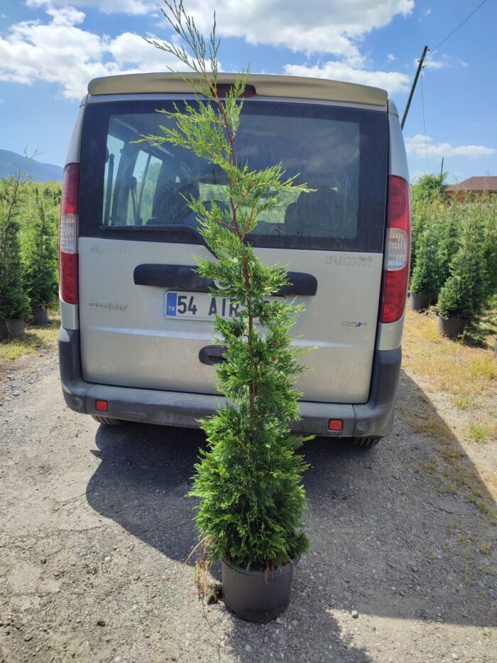 Leylandi 150-175 cm 5-7 Litre - Görsel 9