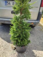 Leylandi 150-175 cm 5-7 Litre - Görsel 3