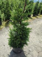 Leylandi 150-175 cm 5-7 Litre - Görsel 8