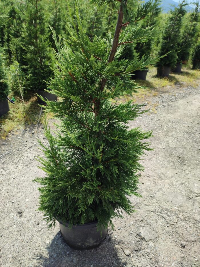 Leylandi 150-175 cm 5-7 Litre - Görsel 8