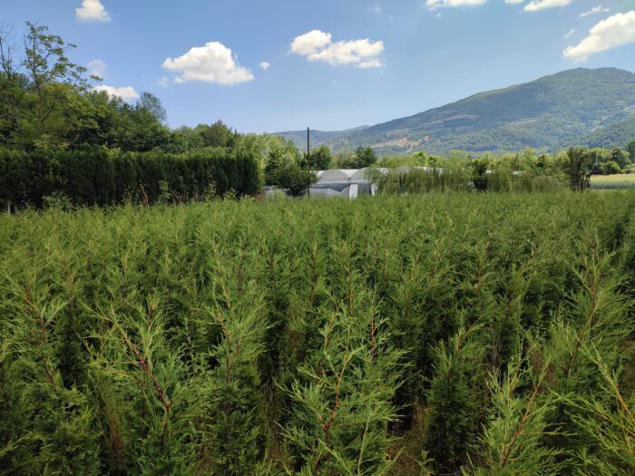 Leylandi 150-175 cm 5-7 Litre - Görsel 4