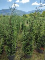 Leylandi 150-175 cm 5-7 Litre - Görsel 5