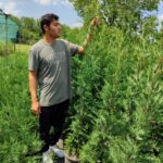 Leylandi 150-175 cm 5-7 Litre