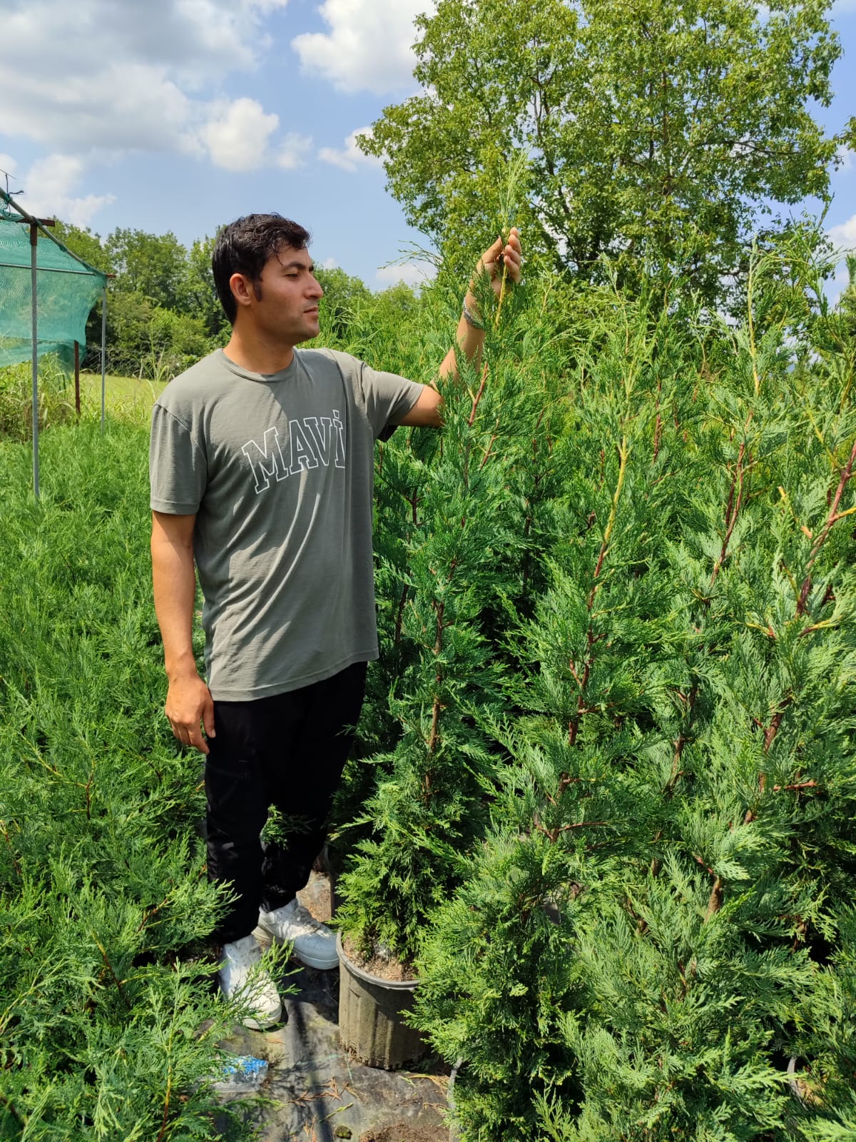 leylandi-175-200-2 Leylandi 150-175 cm 5-7 Litre - Görsel 1