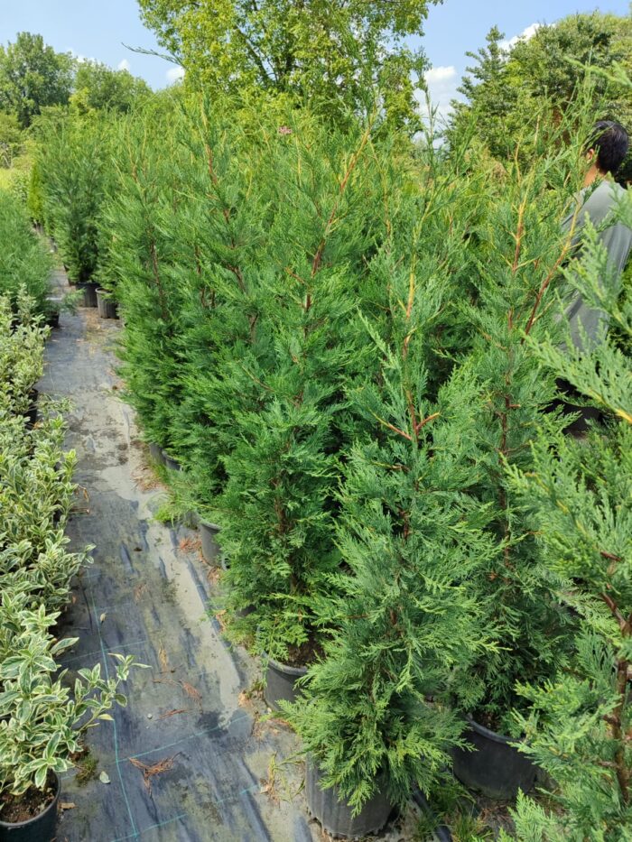 Leylandi 150-175 cm 5-7 Litre - Görsel 10