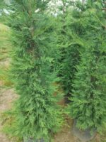 Leylandi 200-250cm Boy - Görsel 3