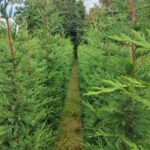 Leylandi 200-250cm Boy