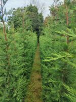 Leylandi 200-250cm Boy