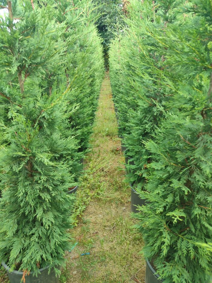 Leylandi 200-250cm Boy - Görsel 4