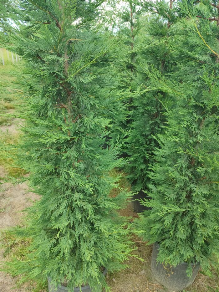 Leylandi 200-250cm Boy - Görsel 3