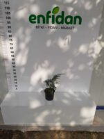 Leylandi,30-40 cm boy aralığı, Çit bitkisi - Görsel 5