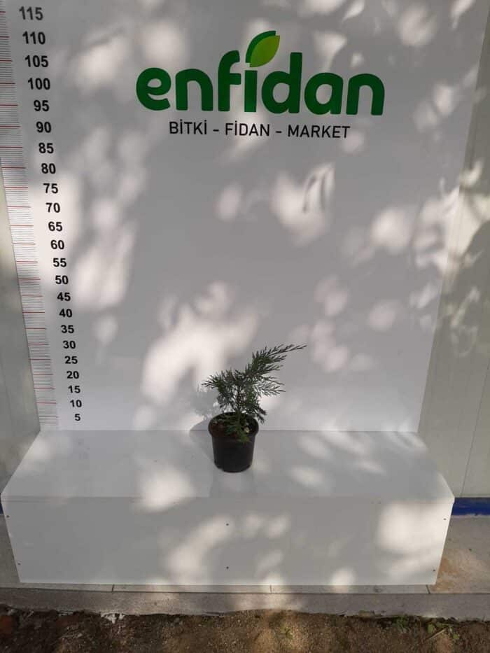 Leylandi,30-40 cm boy aralığı, Çit bitkisi - Görsel 5