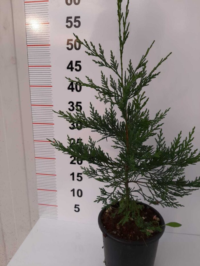 Leylandi,30-40 cm boy aralığı, Çit bitkisi - Görsel 4